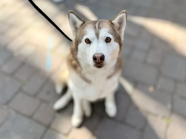 An adult medium-sized female Siberian Husky dog named Pepper Anne for adoption in Palo Alto, CA