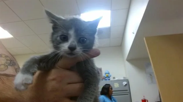 A baby small-sized male Domestic Short Hair cat named Finn for adoption in Miami, FL