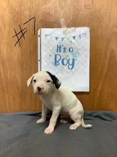 A baby small-sized male Jack Russell Terrier dog named Tommy for adoption in Welling, OK