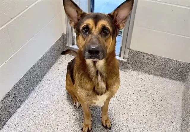 A young large-sized male Belgian Shepherd / Malinois dog named Goose for adoption in Houston, TX