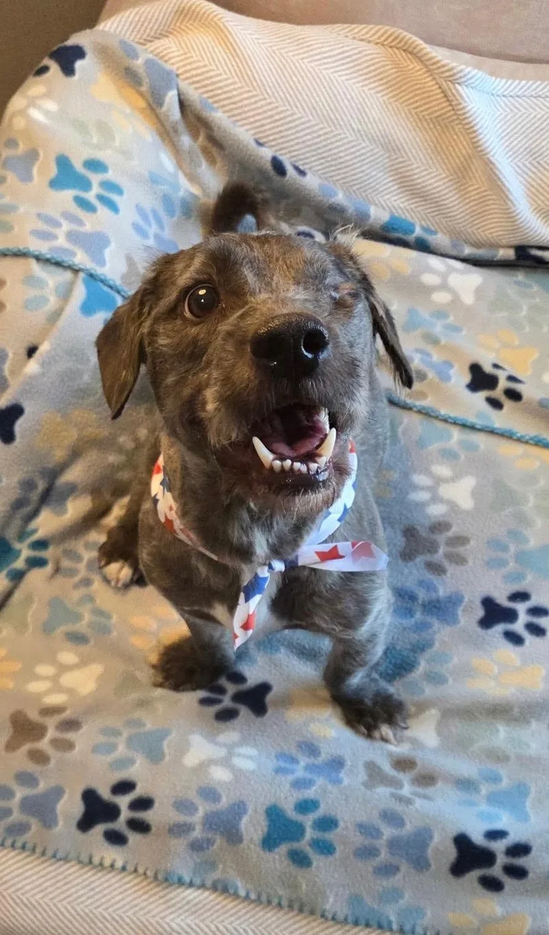 An adult medium-sized male Glen of Imaal Terrier dog named Goose for adoption in Houston, TX