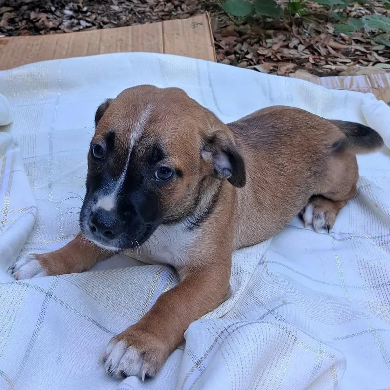 A baby medium-sized female Brown / Chocolate Retriever dog named Parsley Mw for adoption in Austin, TX
