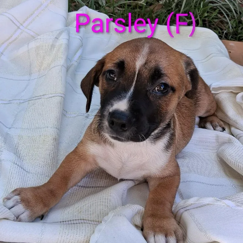Parsley Mw thumbnail 2