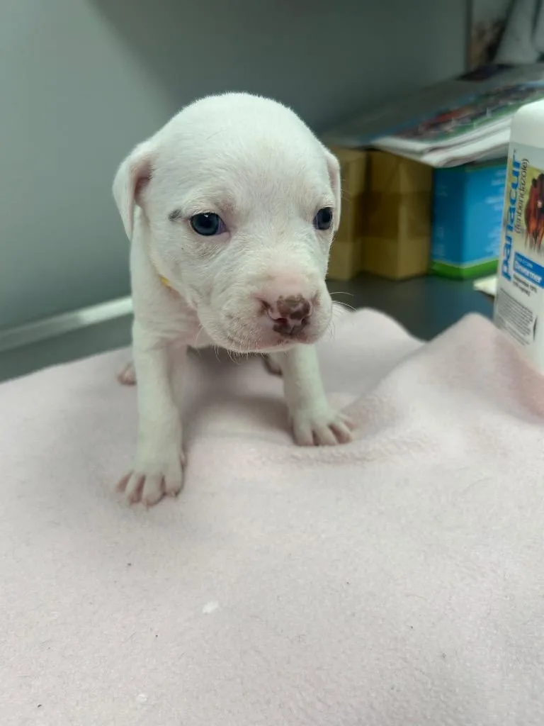 A baby small-sized female Mixed Breed dog named Nesta for adoption in Angola, IN