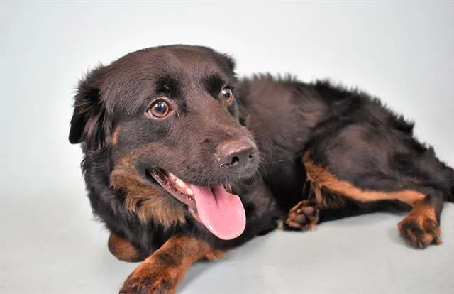 An adult medium-sized male Field Spaniel dog named Percy for adoption in Fort Lauderdale, FL