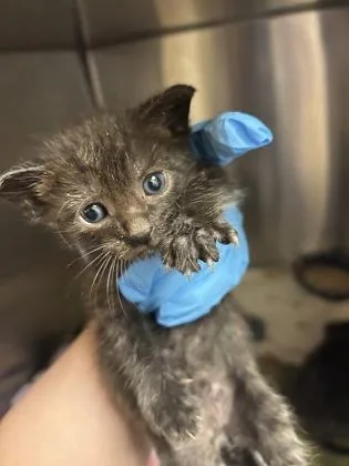 A baby medium-sized male Black Domestic Short Hair cat named Rowan for adoption in Georgetown, SC