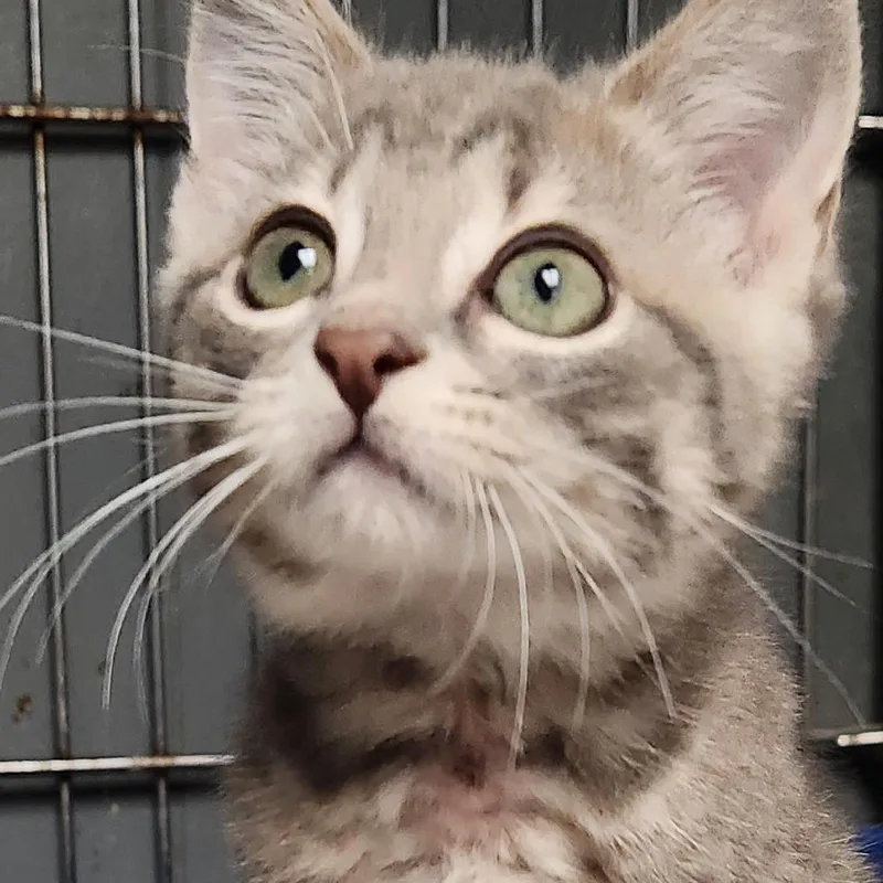 A baby small-sized female Gray / Blue / Silver Domestic Short Hair cat named Firefly K for adoption in Corsicana, TX