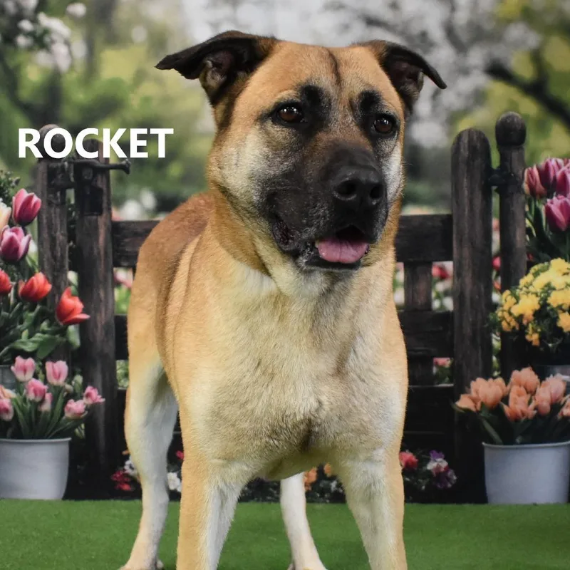 An adult large-sized male Brown / Chocolate Shepherd dog named Rocket for adoption in Yuma, AZ