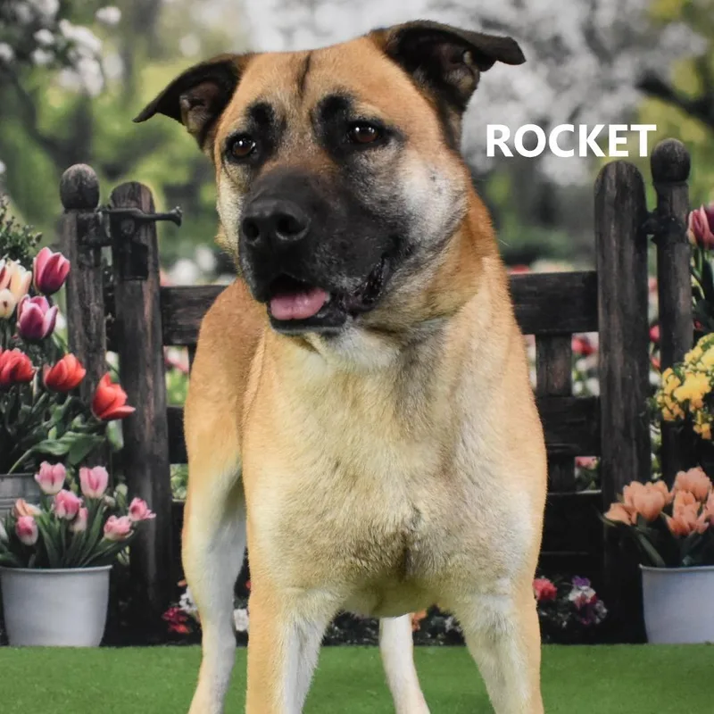 Rocket thumbnail 2
