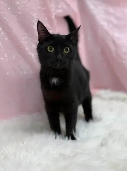 An adult medium-sized female Domestic Short Hair cat named Monet for adoption in Clarkesville, GA