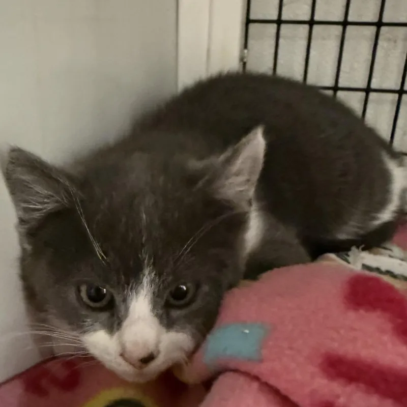 Ash thumbnail 4