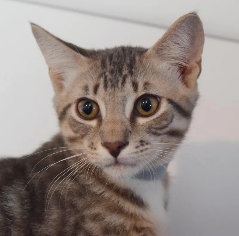 A baby medium-sized male Tabby (Gray / Blue / Silver) Domestic Short Hair cat named Badger for adoption in Bulverde, TX