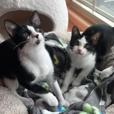 A baby medium-sized male Black & White / Tuxedo Tuxedo cat named Kanga & Roo for adoption in Hyattsville, MD