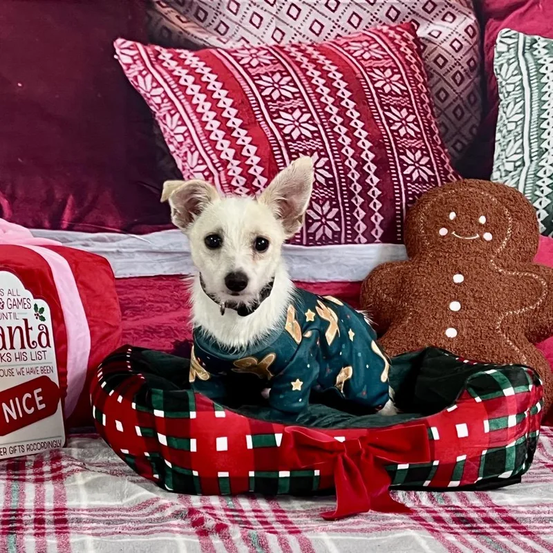 Goo Goose thumbnail 2