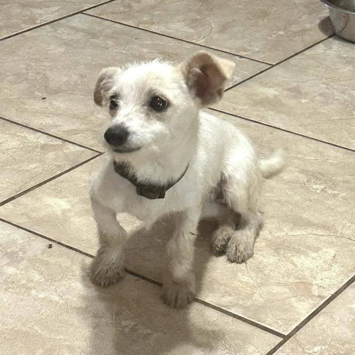 Goo Goose thumbnail 3