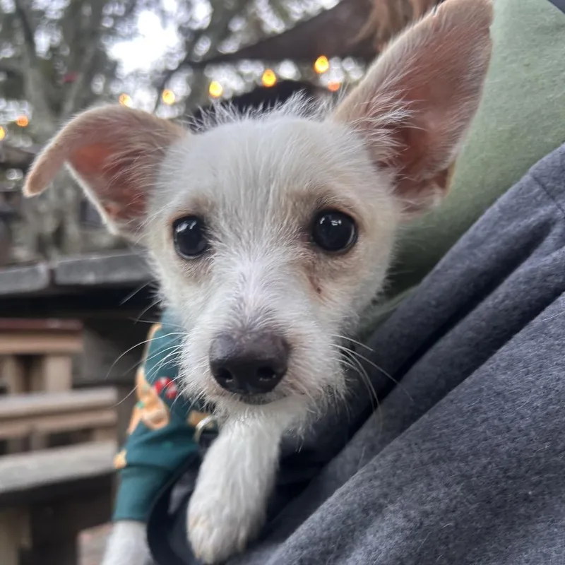 Goo Goose thumbnail 4