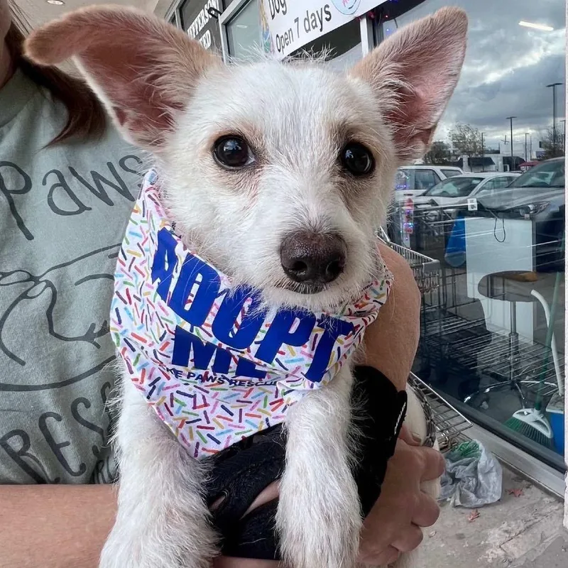 Goo Goose thumbnail 5