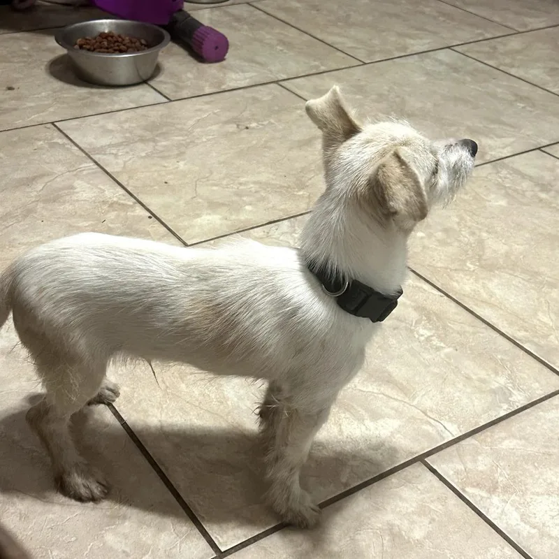 Goo Goose thumbnail 6