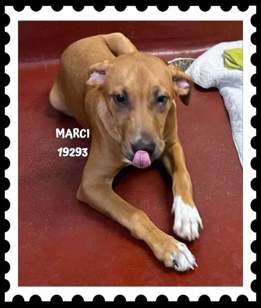 Marci