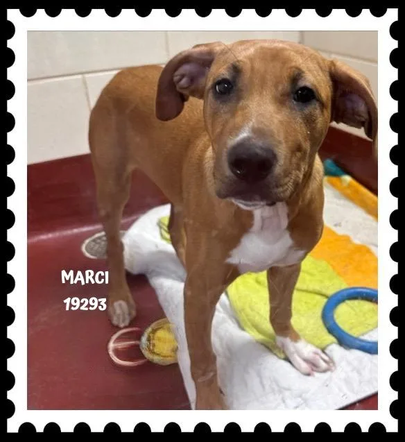 Marci thumbnail 2