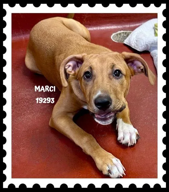 Marci thumbnail 5