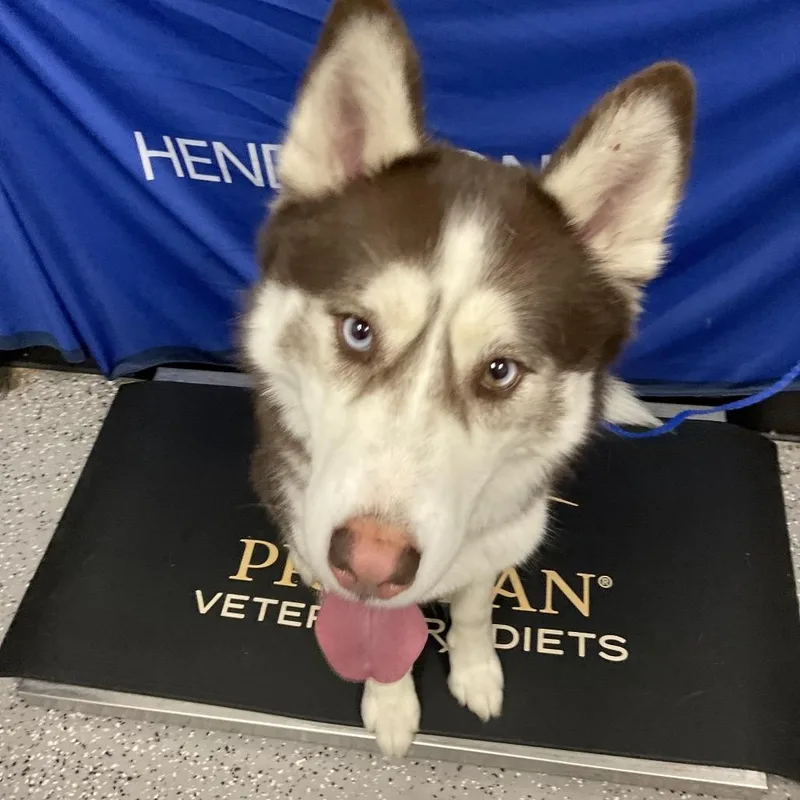 A young medium-sized male Husky dog named Rusty for adoption in Henderson, NV