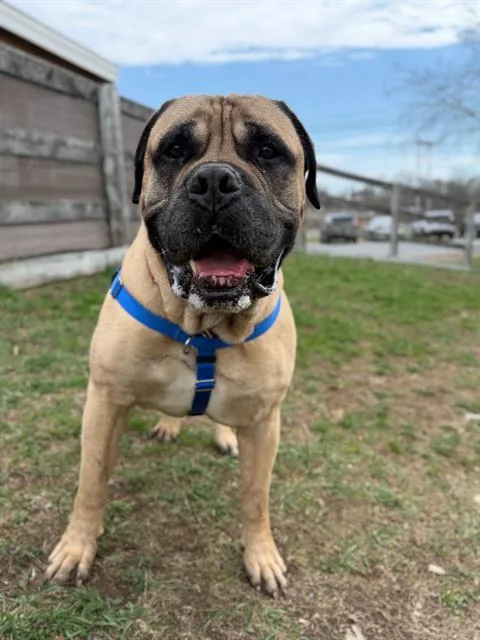 An adult extra large-sized male Bullmastiff dog named Ragnar for adoption in Methuen, MA