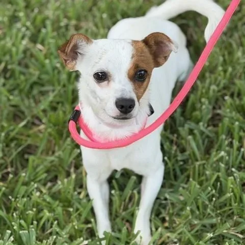 An adult small-sized female White / Cream Chihuahua dog named Sunshine for adoption in Houston, TX