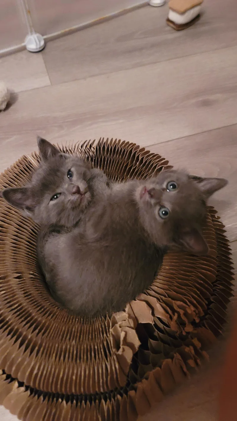 A baby small-sized female Domestic Short Hair cat named Gryffindor for adoption in Fruit Heights, UT