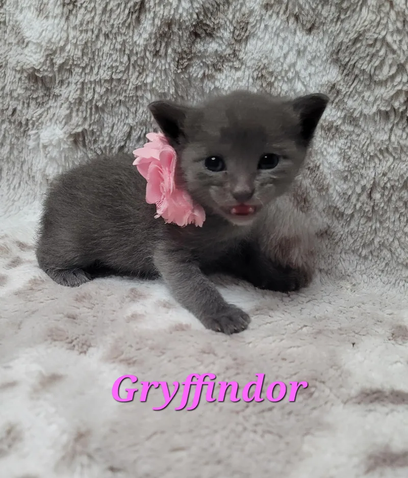 Gryffindor thumbnail 4