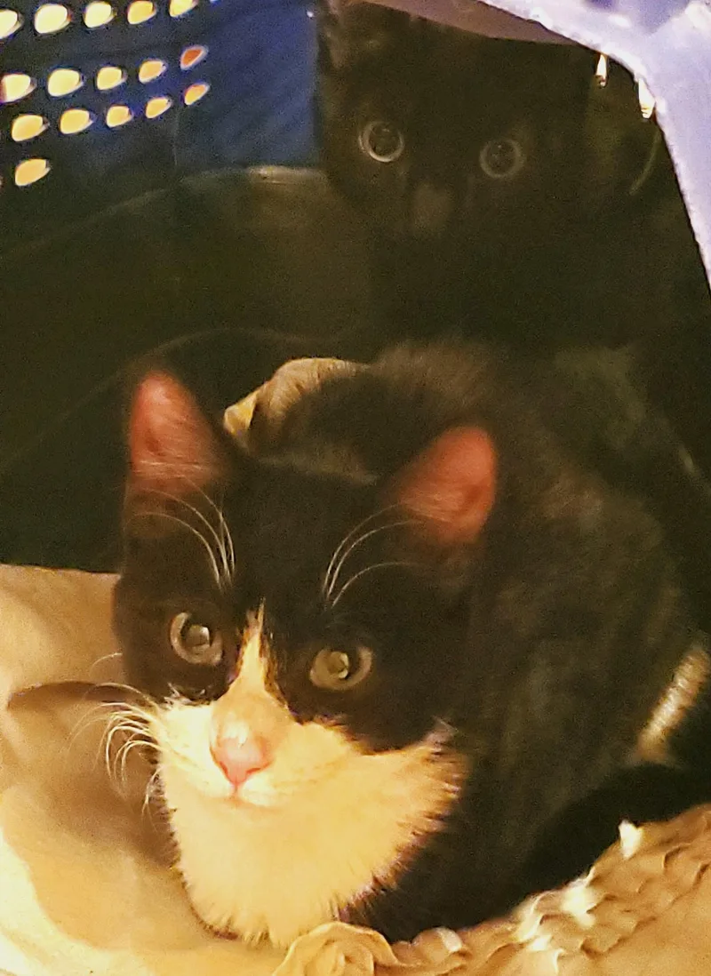 Birdie & Chief thumbnail 2