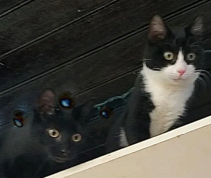 Birdie & Chief thumbnail 3