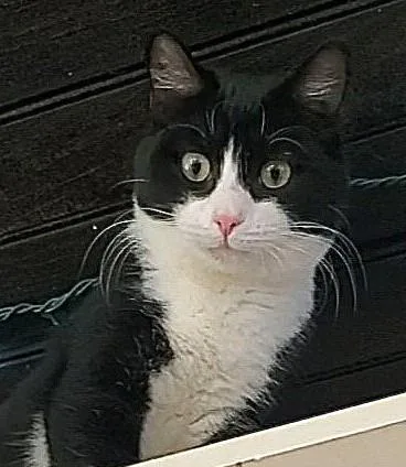 Birdie & Chief thumbnail 4