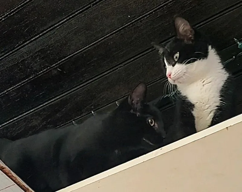 Birdie & Chief thumbnail 5