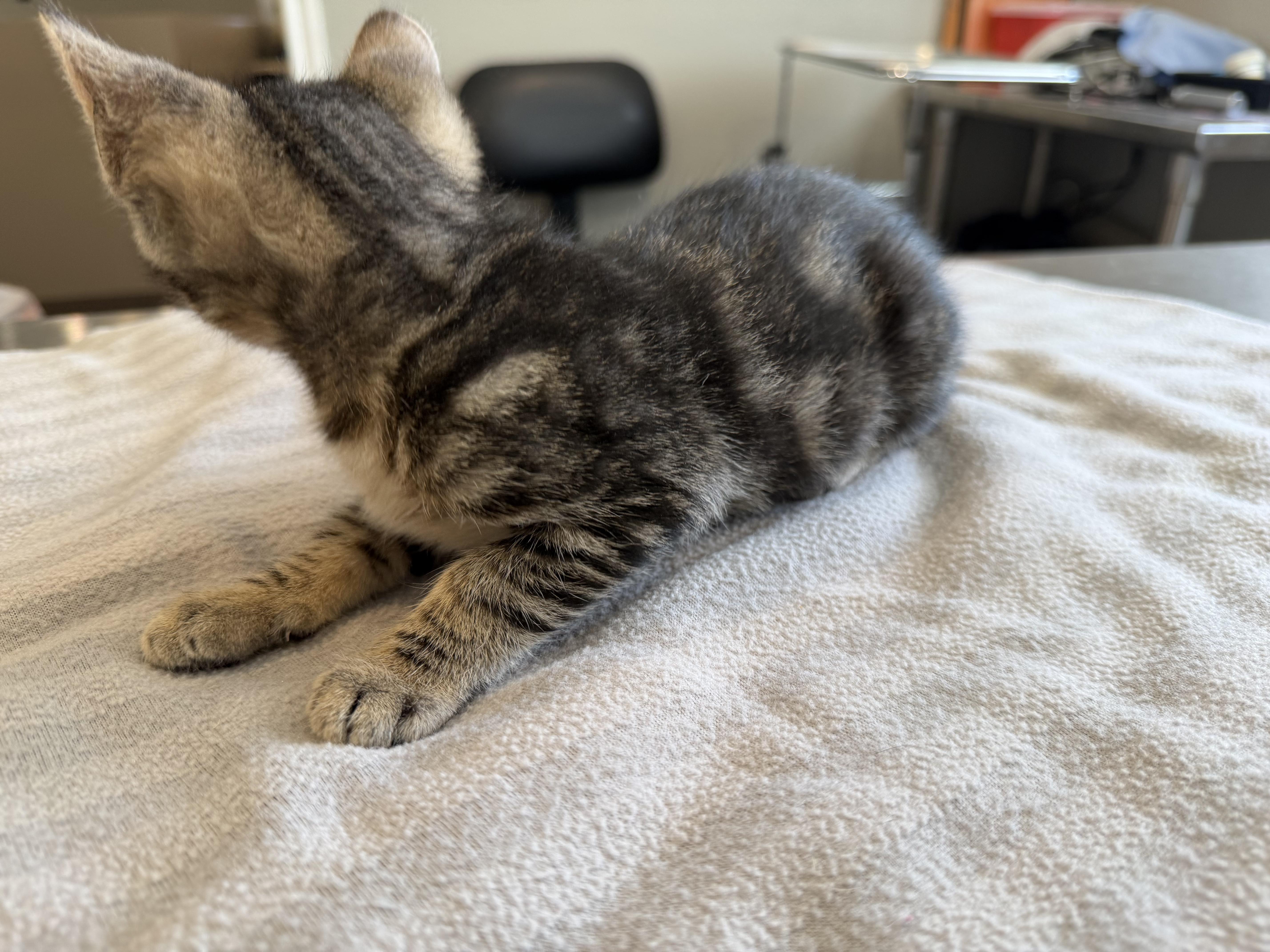 A baby small-sized female Tabby (Brown / Chocolate) Domestic Short Hair cat named Octavia for adoption in Bloomsdale, MO