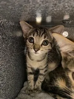 A baby small-sized male Domestic Short Hair cat named Misty for adoption in Saint Cloud, FL