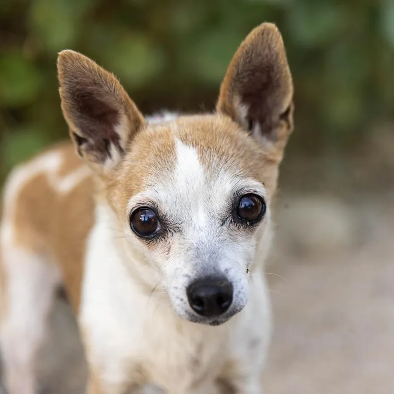 A senior small-sized female Yellow / Tan / Blond / Fawn Chihuahua dog named Nippy for adoption in Palm Springs, CA