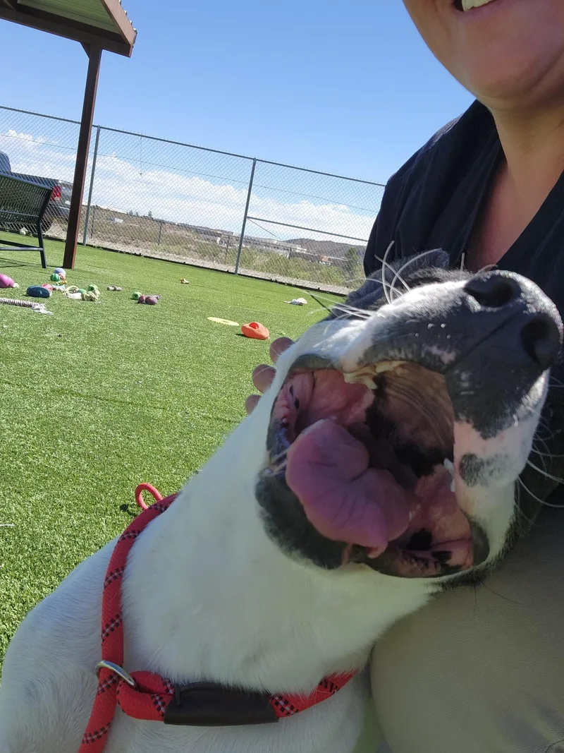 An adult medium-sized male Labrador Retriever dog named WhiteWing for adoption in Truth or Consequences , NM