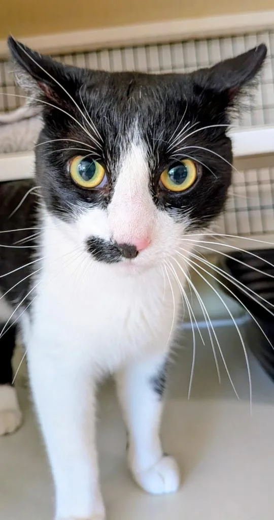 A baby medium-sized male Domestic Short Hair cat named Oreo for adoption in St. Augustine, FL