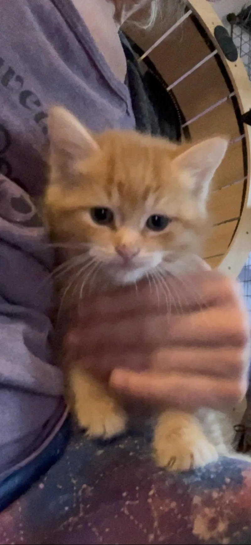 A baby medium-sized male Tabby (Orange / Red) Tabby cat named Bear Claw for adoption in Newark valley, NY