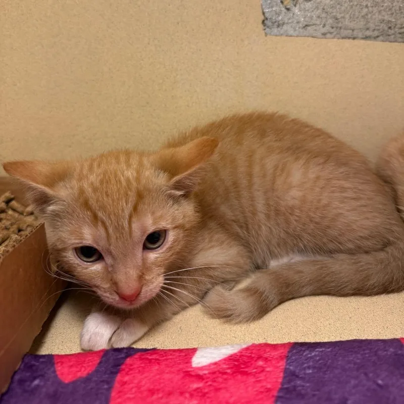 A baby small-sized male Orange / Red Domestic Short Hair cat named Carrot for adoption in Beckley, WV
