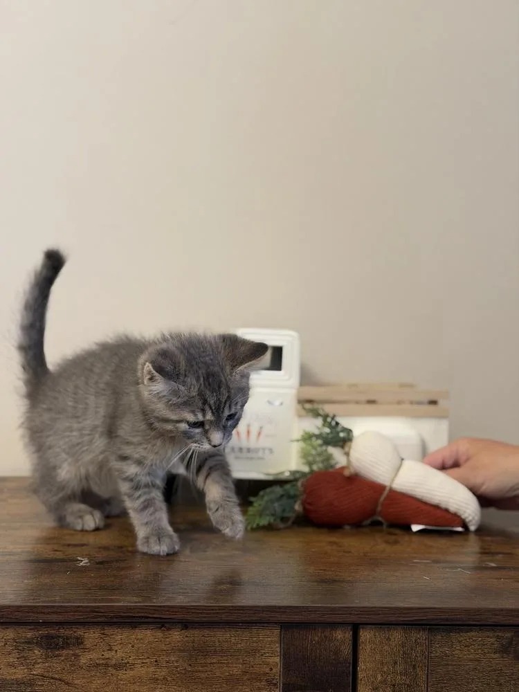 A baby small-sized male Domestic Short Hair cat named O'malley for adoption in Wheaton, IL
