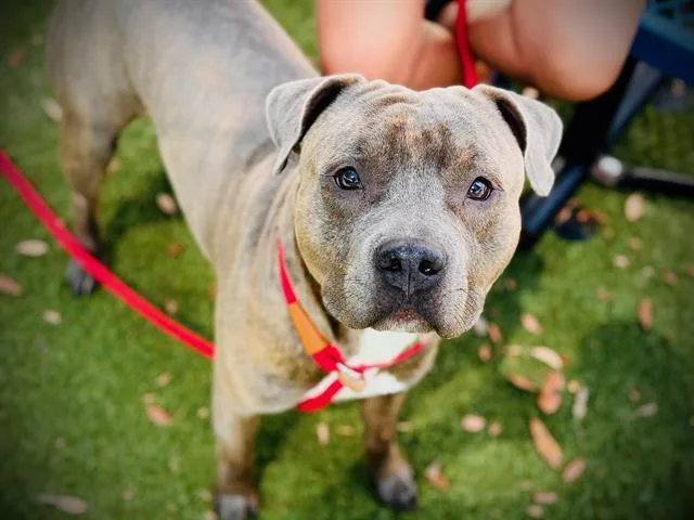 A young large-sized male Pit Bull Terrier dog named Rusty for adoption in Orlando, FL