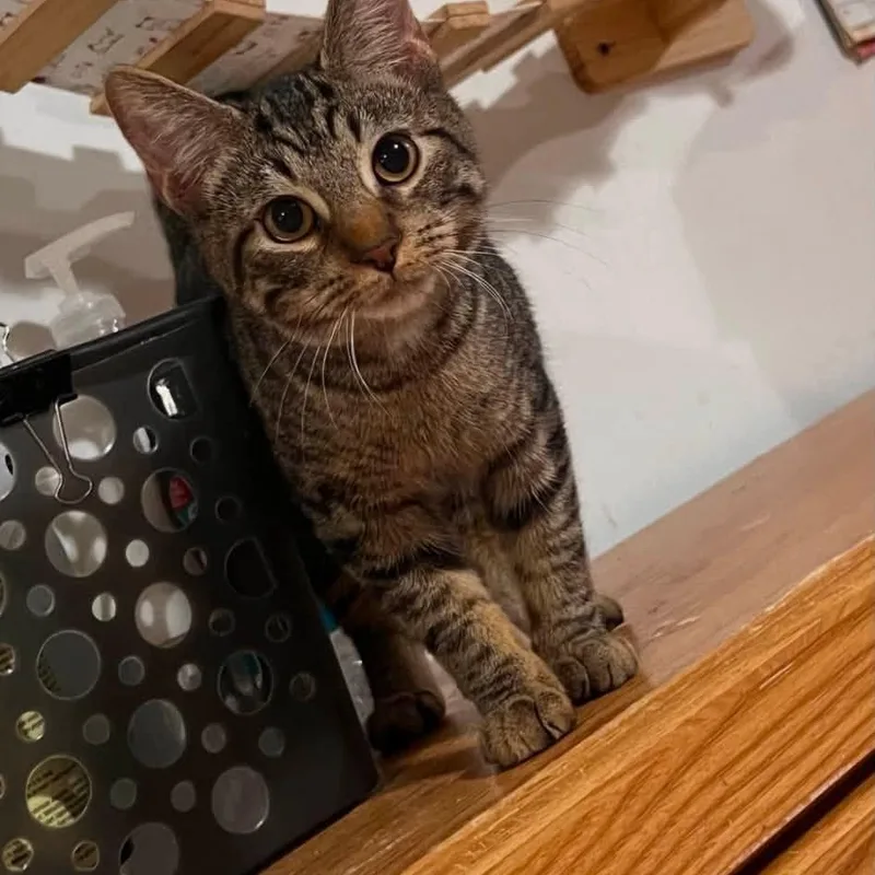 A baby medium-sized male Tabby (Brown / Chocolate) Domestic Short Hair cat named Roman for adoption in Cleveland, OH