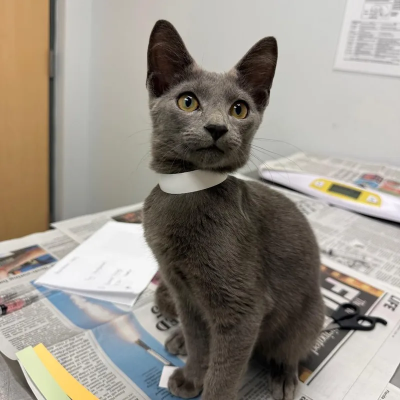 A baby small-sized male Gray / Blue / Silver Domestic Short Hair cat named Everest for adoption in Jacksonville, FL