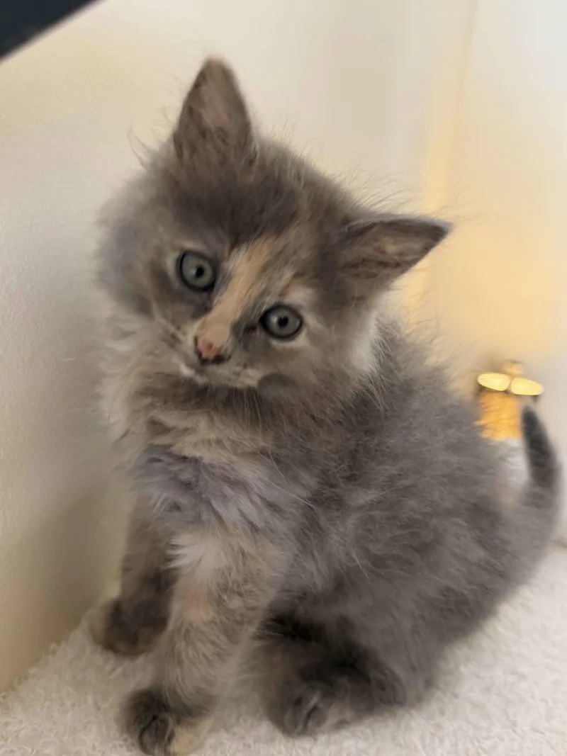 A baby medium-sized female Tortoiseshell cat named LeMans for adoption in Buford, GA