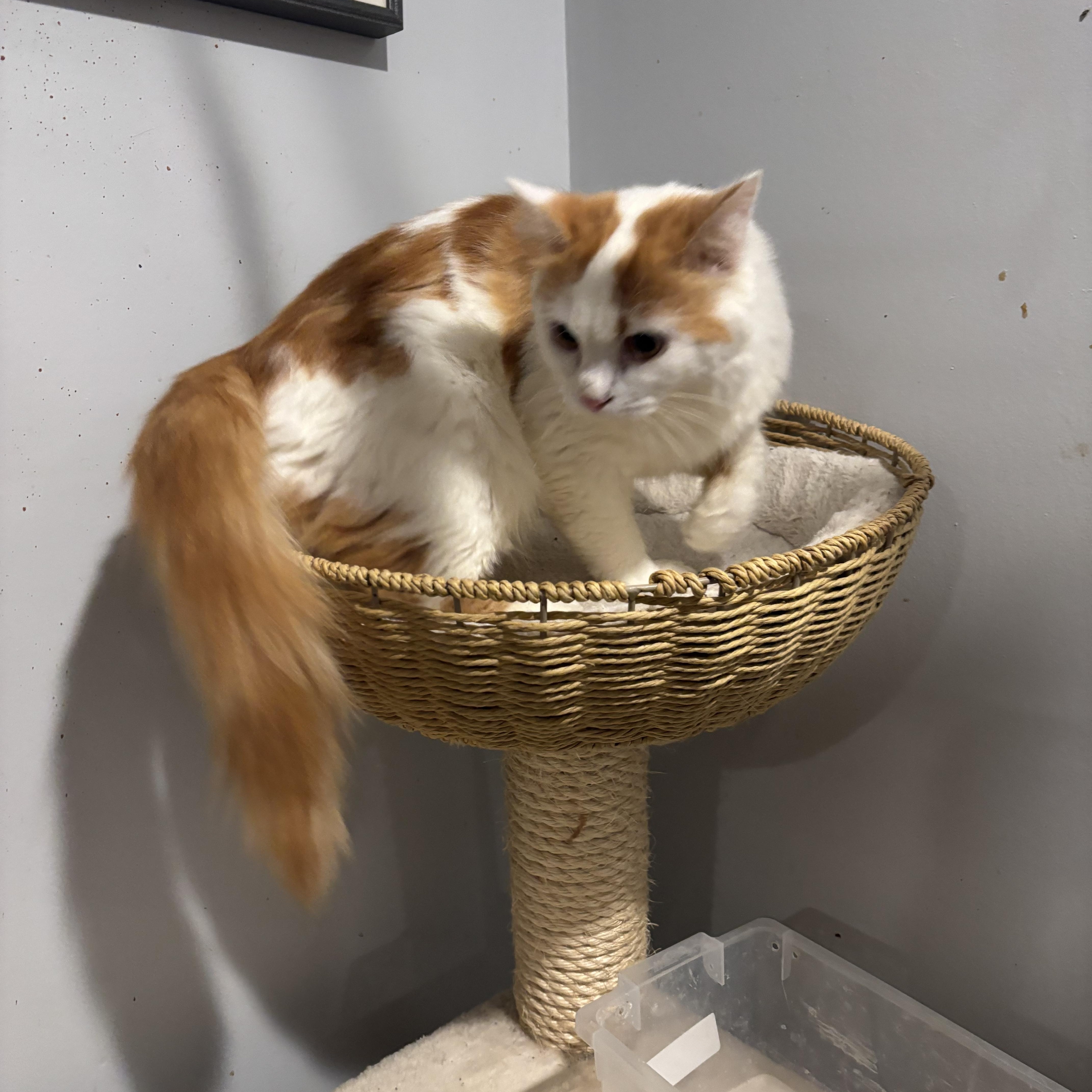 A young medium-sized female Domestic Long Hair cat named Bonnie for adoption in Fairfax, VA