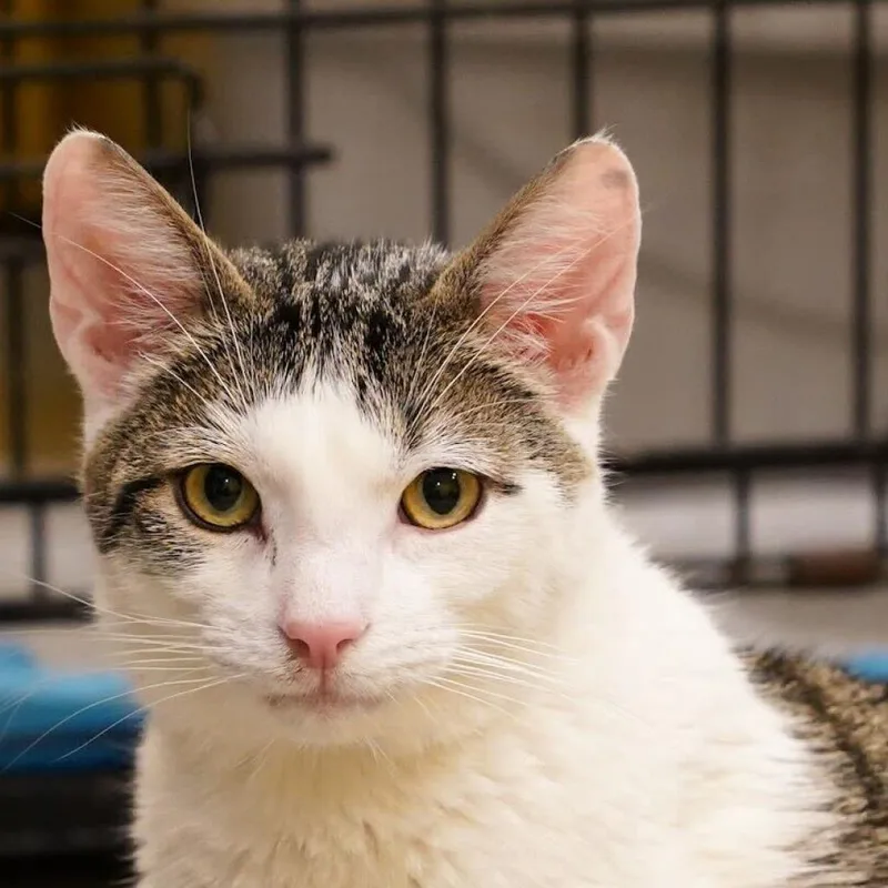 An adult medium-sized male White Domestic Short Hair cat named April for adoption in Howard beach, NY