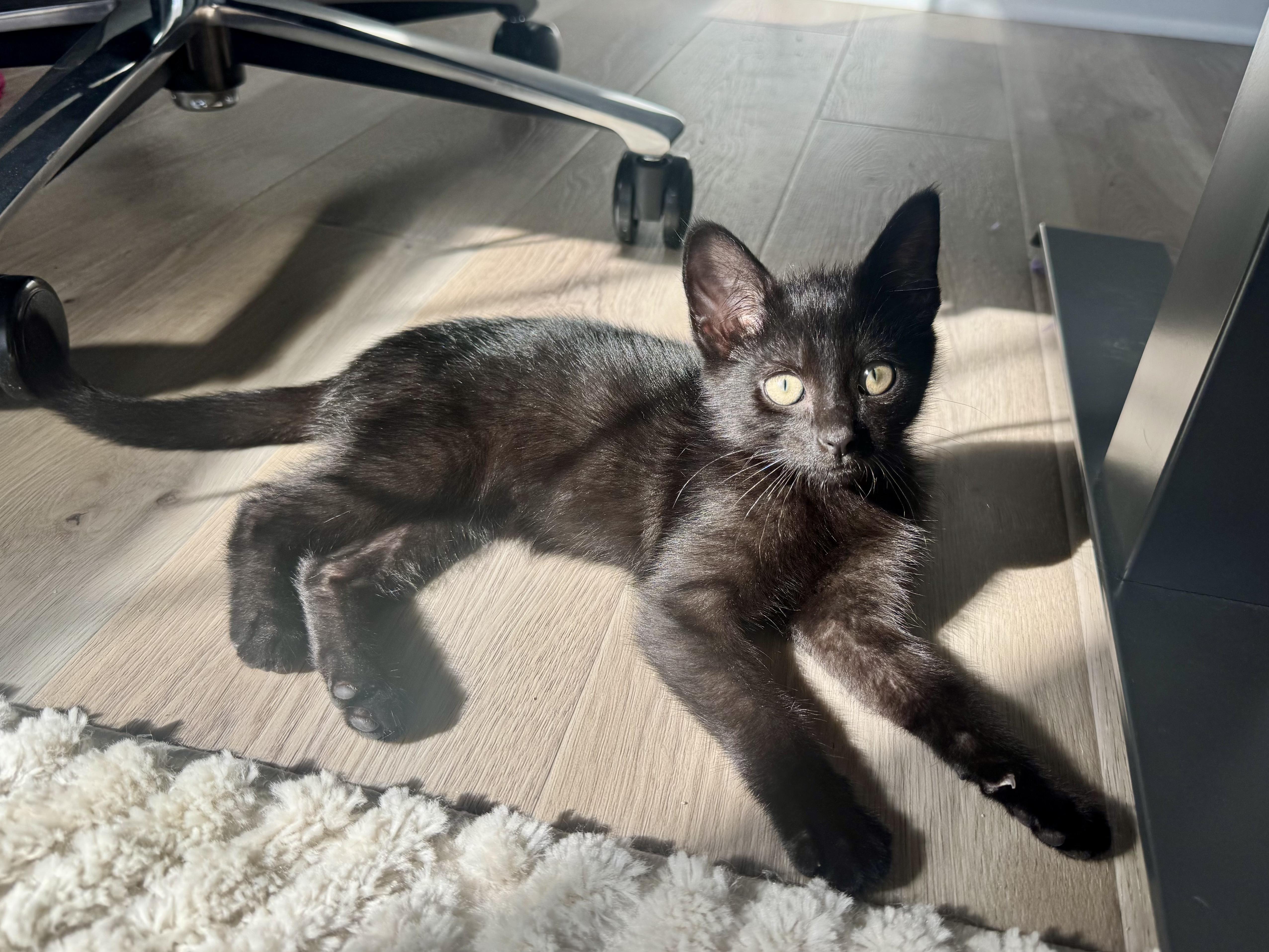 A baby medium-sized male Black Domestic Short Hair cat named Mayo for adoption in Columbus, OH