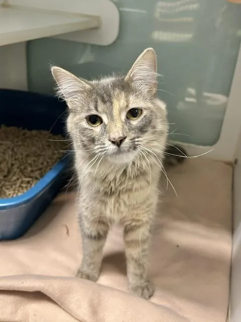A young small-sized female Domestic Medium Hair cat named Opalite for adoption in Muskegon, MI